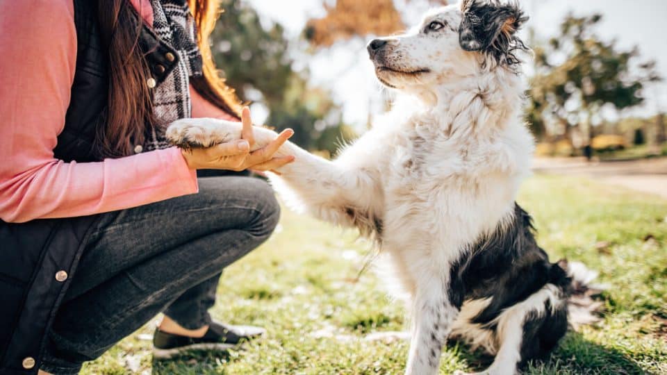 Sierra Canine: Leading the Way in Dog Training Excellence in Northern California