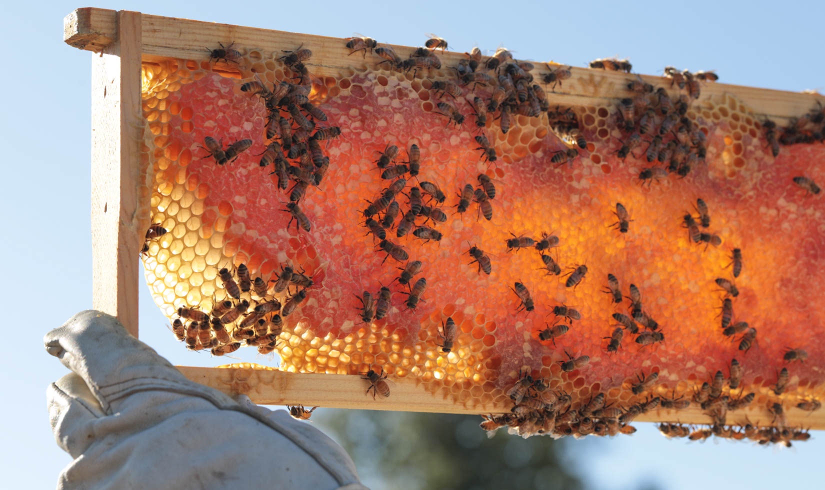 Beepothecary Expands Product Line with Innovative Honey Bee Cream and Propolis Solutions